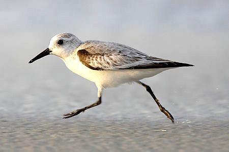 Strandlaeufer زيمبين المظهر الخارجي الصورة